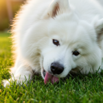 dog eating grass,